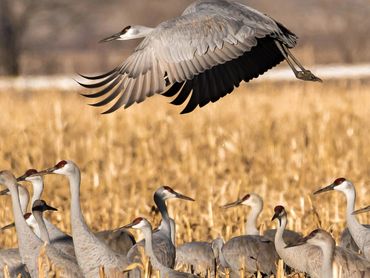 Sandhill Cranes