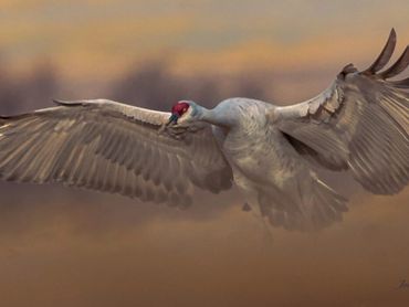 2011 Sandhill Crane001