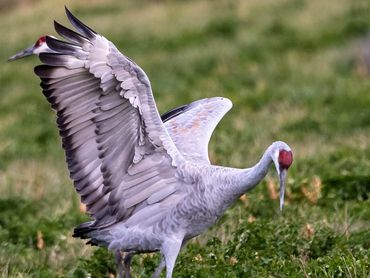 Sandhill Crane