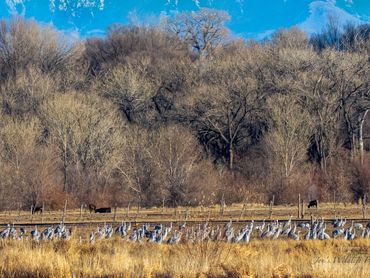 Sandhill Cranes Feeding In The Fields