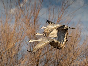 Sand Hill Cranes Coming In To Feed