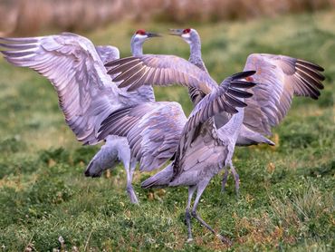 Sandhill Cranes Having A Committee Meeting