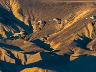 2111 Sandhill Cranes Coming Across The Doby Hills001