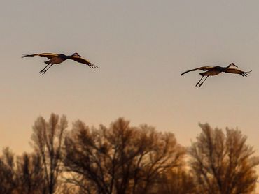 2111 Sandhill Cranes Coming In To Feed Sitting Sun001