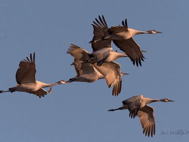 2111 Sandhill Cranes Coming Off The Field001