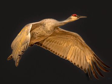 2011 Sandhill Crane Coming In After Sunset001