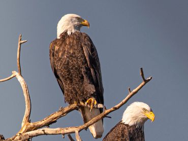 Bald Eagles High In Tree