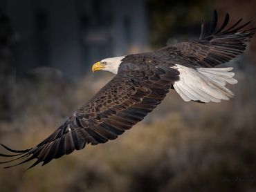 Bald Eagle Flying Low