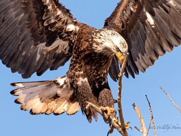 Young Bald Eagle Landing