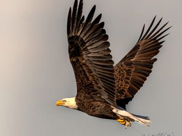 Bald Eagle With Dinner Flying Home