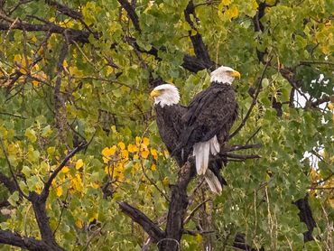 Pair Of Bald Eagles