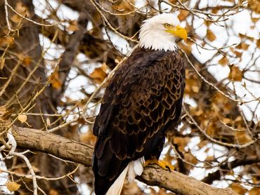 Bald Eagle