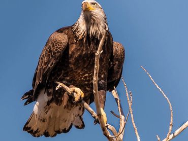 Bald Eagle 1