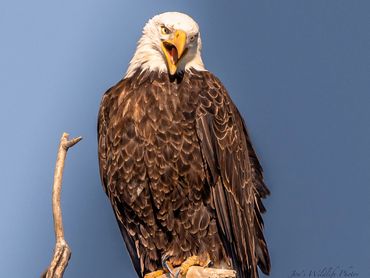 Bald Eagle Expression His Displeasure