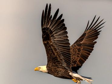 Bald Eagle With Dinner Flying Home