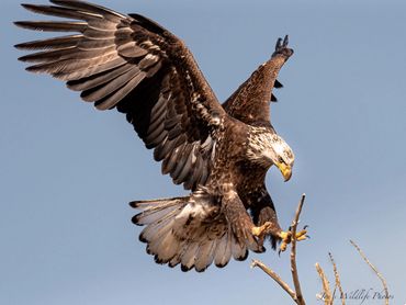 1903 Young Bald Eagle Landing001