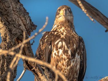 Imature Bald Eagle