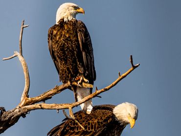 Pair Of Bald Eagles Getting Ready To Launch