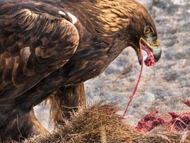 2101 Golden Eagle Feeding On A Deer001