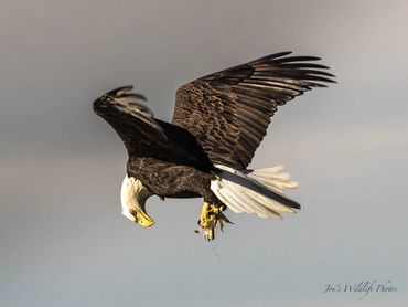 Bald Eagle checking fish