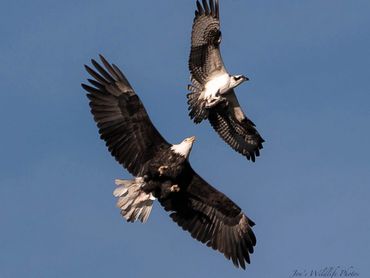 Bald Eagle trying to get fish from Osprey