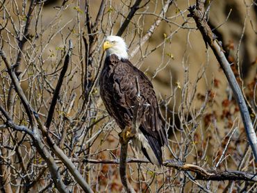 1804 Bald Eagle High Up In A Cottonwood Tree001