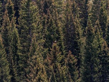 Bald Eagle In The Spruce Trees