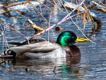 Jon's Wildlife Photos