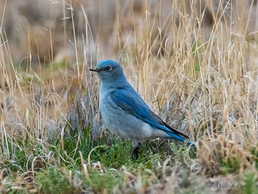 Jon's Wildlife Photos