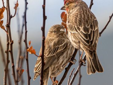 Jon's Wildlife Photos