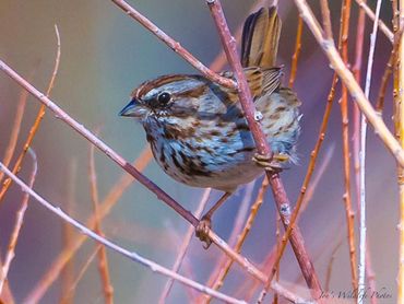 Jon's Wildlife Photos