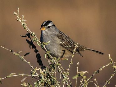 Jon's Wildlife Photos