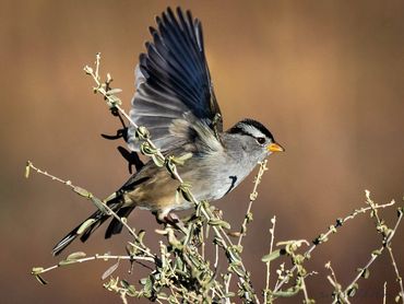 Jon's Wildlife Photos