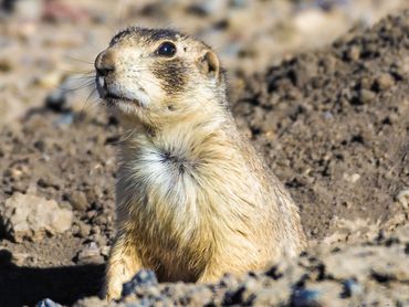 Prairie Dog
