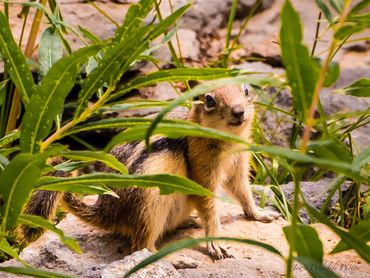 Chipmunk in hiding
