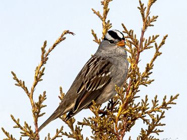 Jon's Wildlife Photos