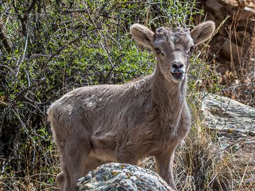 Young Big Horn Lamb Vocalizing