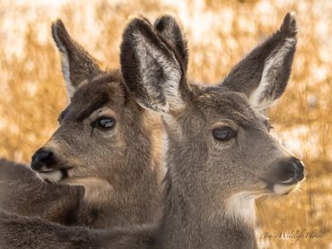 Young Mule Deer Putting Their Heads Together
