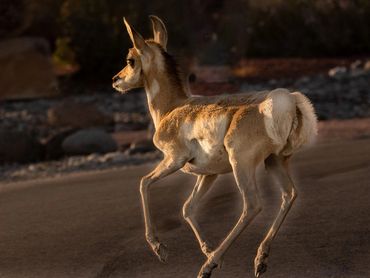 Young Pronghorn Crossing The Road