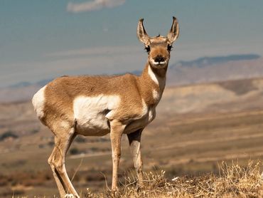 Young Pronghorn