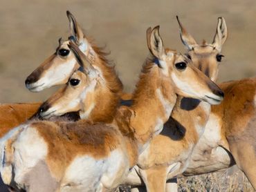 Young Pronghorns Sticking Together