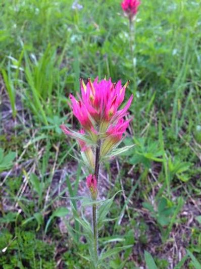 A photograph of a pink Indian Paintbrush flower.