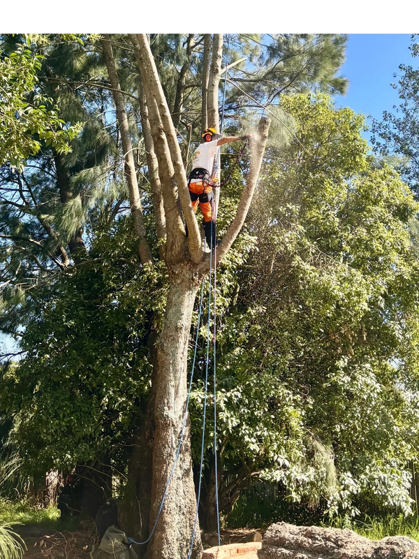 Arborist trimming tree branches with safety gear on a sunny day.