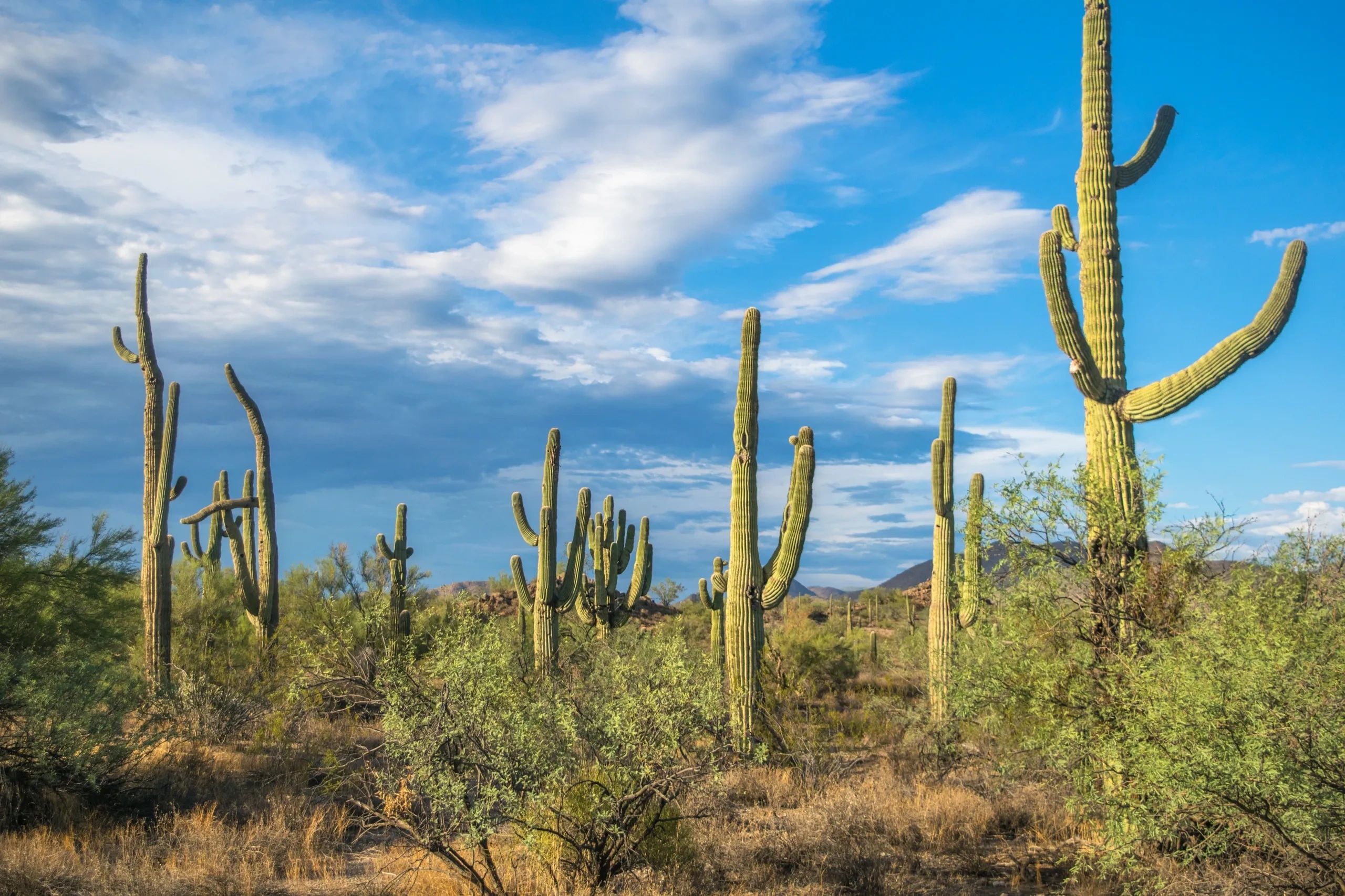 Desert cactus landscape blue skies