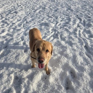 A happy golden retriever standing on snow with its tongue out.