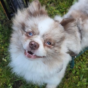 Fluffy dog with blue eyes smiling outdoors on grass.