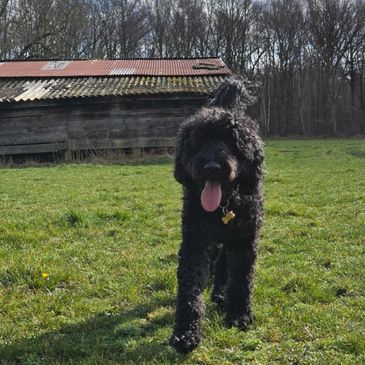 A black curly-haired dog walking on grass with tongue out near a rustic shed.