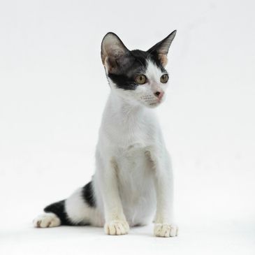 A curious black and white kitten sitting attentively.