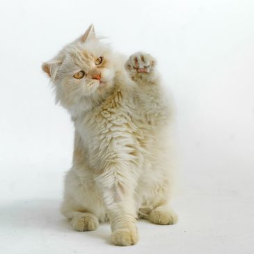 Fluffy cream-colored cat raising its paw playfully.