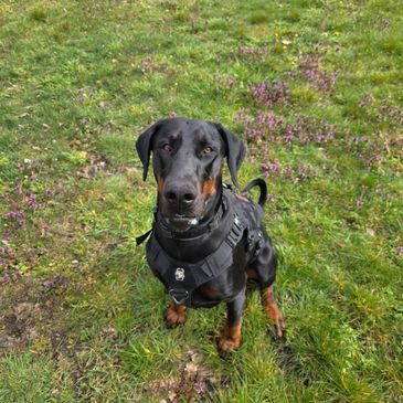 Doberman dog wearing a harness sitting on grassy ground with purple flowers.